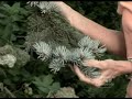 Osmocote Gardening Tip 3 Pruning Osmocote Gardening Tip 3 Pruning