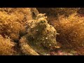 Immersione Isola Bella Taormina (Sicilia) 
