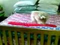 Toy poodle Buffy playing
