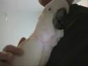 Shelby.wmv Shelby.wmv