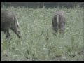 VZZ ZoogdierTV: Het bonte wilde zwijntje