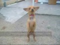 5° Sinfonia de Beethoven - Maestrina Pity Cachorrinha 5° Sinfonia de Beethoven - Maestrina Pity Cachorrinha