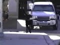 SIDEWALK SAFETY FOR DOGS - SIT MEANS SIT DOG TRAINING