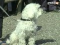 Dog Fashion Show, Rajkot