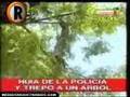 Cronica TV - Delincuente Trepo Arbol