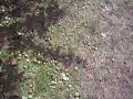 apple devastation