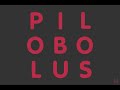 Pilobolus collaboration with Art Spiegelman