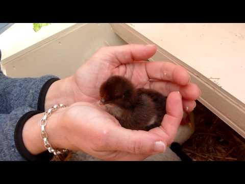 See video