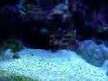 Mantis Shrimp Attack (turn volume up)