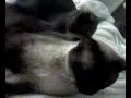 fur pile