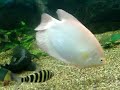 Giant Gourami Feeding