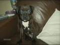 staff bull terrier boycie