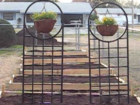 how to transplant ground ivy