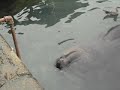 Lobo marinho no cais de Punta Del Este