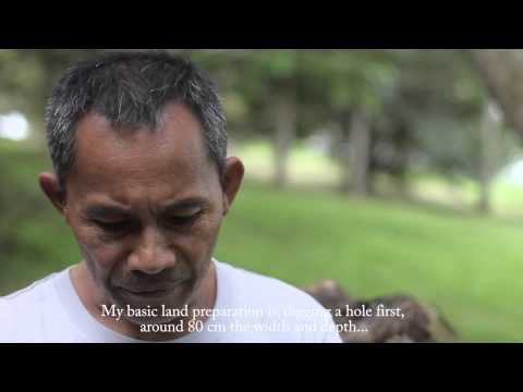 how to fertilize durian