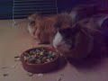 Meine Meerschweinchen 2 Meine Meerschweinchen 2