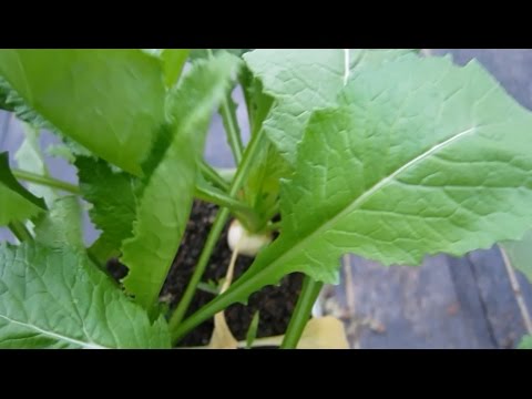 how to harvest turnip greens