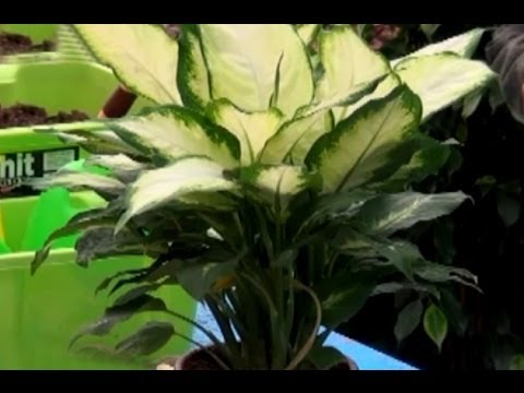 how to transplant dieffenbachia