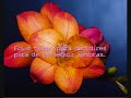 Big Kiss for you mamy Rosa Lapinha Big Kiss for you mamy Rosa Lapinha