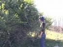 Milkwood: How to grow Figs from Cuttings