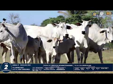 1� DE OLHO NA FAZENDA NELORE SESMARIAS