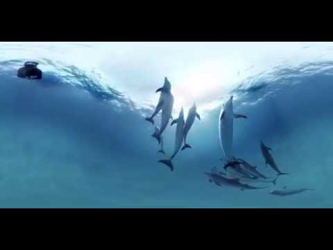 Wild Dolphin 360° Virtual Reality Experience - YouTube