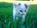 Gatito 2
