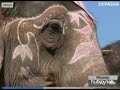 Видеоновость Непал | Состоялся 8 Международный фестиваль слонов 