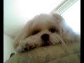 Mazy Lhasa Apso Tired After a Bath Mazy Lhasa Apso Tired After a Bath
