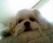 Mazy Lhasa Apso Tired After a Bath