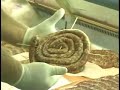sausage pinwheels sausage pinwheels
