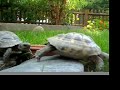 My Turtles