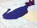 shadow dancer shadow dancer