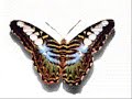 butterfly - crazy town