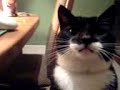 Thomas Cat Dancing!