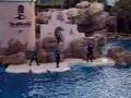 sea world dolphin show 