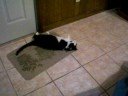 A cat who can Roll over