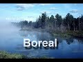 Forest Biome Project