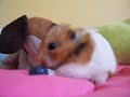 Hammie loves blueberries