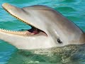 Dolphin Encounter