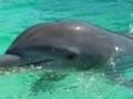 Dolphin Encounter