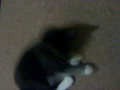 videos de Mr. Pib and Mittens
