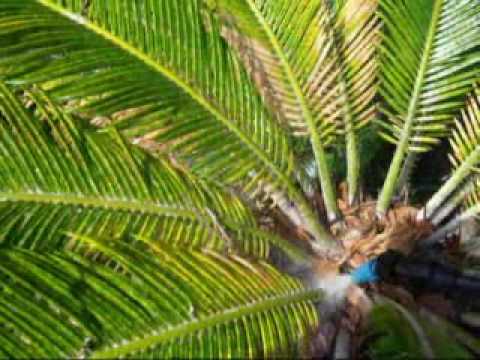 how to fertilize my sago palm