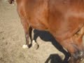 kitas,leg,005