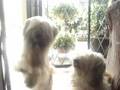 videos de Trapped