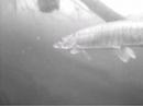 skinny musky skinny musky
