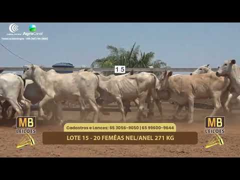 517 LEILO VIRTUAL MB LEILES