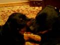 videos de Rotties Passing The Ball