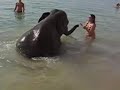swim with elephants