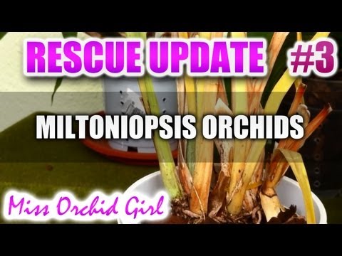 how to care for a dying orchid